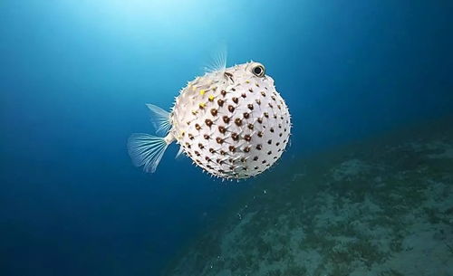 海洋生物究竟有多萌 看完想領回家養著